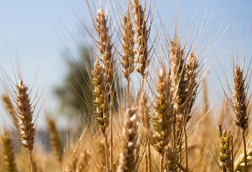 Mapa de la enfermedad celiaca en España